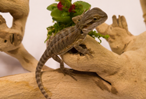 How to Use Coco Coir with Potted Plants - The Tye-Dyed Iguana - Reptiles  and Reptile Supplies in St. Louis.