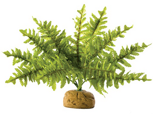 Boston Fern Small - Exo Terra Boston Fern Small - Exo Terra