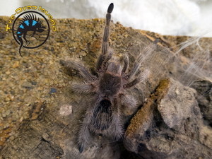 Rose Hair Tarantula - Gramostola Rosea