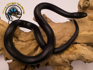 Mexican Black Kingsnake (Baby) - Lampropeltis getula nigrita Mexican Black Kingsnake (Baby) - Lampropeltis getula nigrita