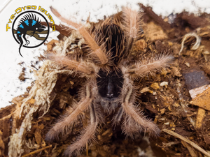 Colombian Giant Redleg Tarantula - Megaphobema robustum