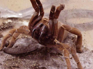 King Baboon Tarantula (Sling) - Pelinobius muticus