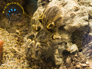 Chaco Golden Knee - Grammostola pulchripes Chaco Golden Knee - Grammostola pulchripes