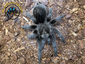 Brazilian Black Tarantula - Grammostola pulchra Brazilian Black Tarantula - Grammostola pulchra