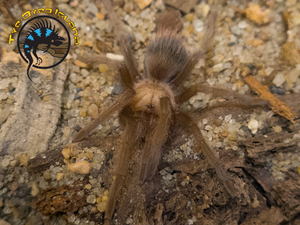 Mexican Golden Red Rump Tarantula - Brachypelma albiceps