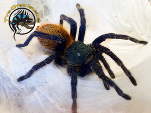 Greenbottle Blue Tarantula - Chromatopelma cyaneopubescens