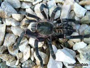 Asian Black Birdeater Tarantula - Haplopelma longipes Asian Black Birdeater Tarantula - Haplopelma longipes