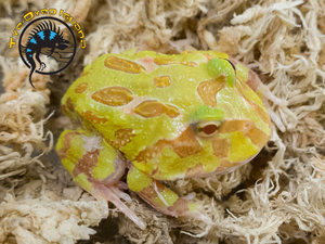 Pacman Frog (Albino) - Ceratophrys cranwelli