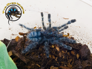 Versicolor Pinktoe Tarantula (Sling) - Caribena versicolor