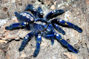Gooty Sapphire Ornamental Tarantula - Poecilotheria metallica