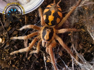 Pumpkin Patch Tarantula - Hapalopus sp
