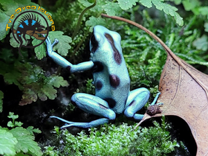 Green & Bronze Arrow Frog - Dendrobates auratus