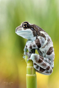 Amazon Milk Frog - Trachycephalus resinifictrix