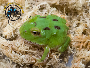 Pacman Frog (Green Apple) - Ceratophrys cranwelli