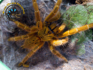Usambura Starburst Baboon Tarantula - Pterinochilus murinus