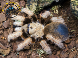 Arizona Blonde Tarantula - Aphonopelma chalcodes Arizona Blonde Tarantula - Aphonopelma chalcodes