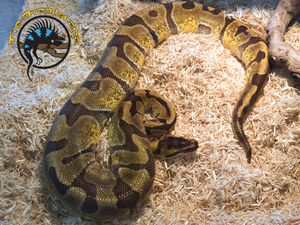 Ball Python (Assorted Morph Juvenile) - Python regius