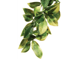 Plant Mandarin Large - Exo Terra Plant Mandarin Large - Exo Terra