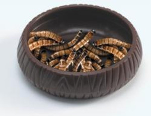 Mealworm Dish - Lee's