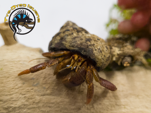 Hermit Crab (Small) - Coenobita clypeatus Hermit Crab (Small) - Coenobita clypeatus
