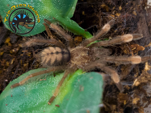 Trinidad Chevron Tarantula (Sling) - Psalmopoeus cambridgei