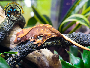 Crested Gecko (Baby) - Correlophus ciliatus Crested Gecko (Baby) - Correlophus ciliatus