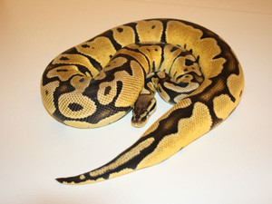 Ball Python Baby (Pastel) - Python Regius