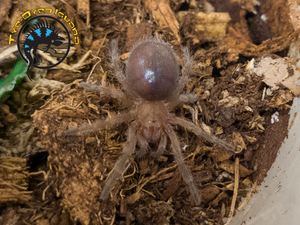 Brazilian Black Tarantula (Sling) - Grammostola pulchra