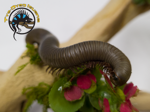 Smokey Oak Millipede - Narceus gordanus Smokey Oak Millipede - Narceus gordanus