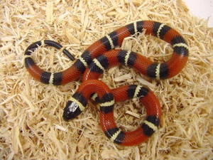 Nelson's Milksnake - Lampropeltis t nelsoni