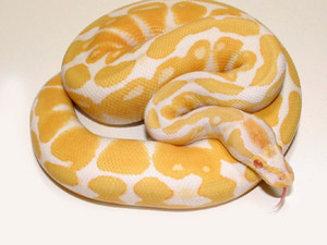 Ball Python Albino - Python Regius