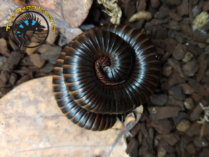 Giant Black African Millipede - Archispirostreptus gigas Giant Black African Millipede - Archispirostreptus gigas