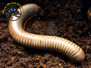 Rainbow Millipede - Spirobolus caudulanus