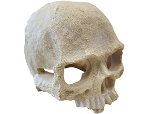 Primate Skull - Tye-Dyed Iguana