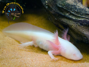Assorted Axolotl (Large) - Ambystoma Mexicanum