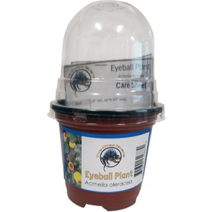 Eyeball Plant - Acmella oleracea