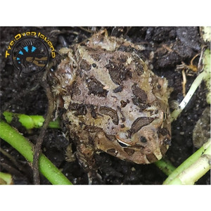 Pacman Frog (Camo) - Ceratophrys cranwelli