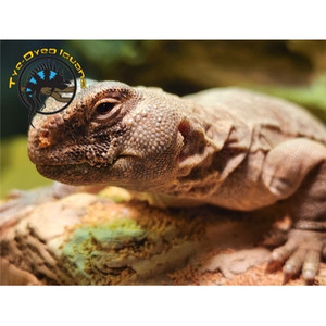 Egyptian Uromastyx - Uromastyx aegyptia