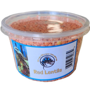 Red Lentils 16 oz - Tye-Dyed Iguana