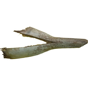 Advanced Substrates Palm Husk (per oz) - Tye-Dyed Iguana