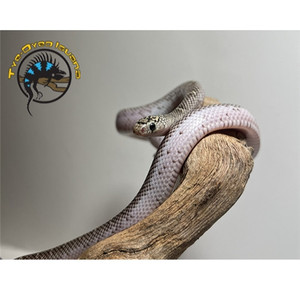 Brook's Kingsnake Baby (White-Sided) - Lampropeltis getula brooksi