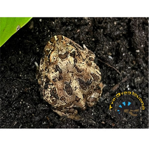 Pacman Frog (Chocolate) - Ceratophrys cranwelli