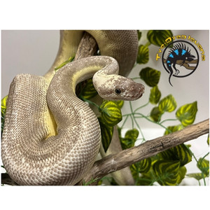 Ball Python (Pastel Soul Sucker Clown) - Python regius