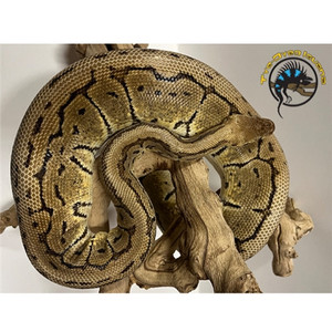 Ball Python Adult (Lemon Blast) - Python regius