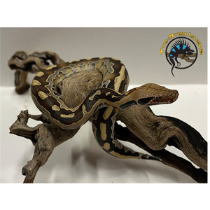 Borneo Short-Tailed Python - Python breitensteini