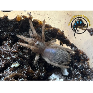 Pink Zebra Beauty Tarantula (Sling) - Eupalaestrus campestratus