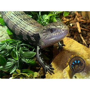 Blue Tongue Skink (Axanthic) - Tiliqua spp.