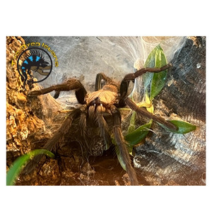 Indian Violet Tarantula - Chilobrachys fimbriatus - The Tye-Dyed