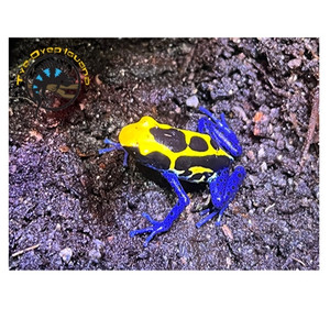 Kaw Mountain Dwarf Cobalt Dart Frog - Dendrobates tinctorius