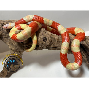 Pueblan Milksnake (Albino Apricot) - Lampropeltis triangulum campbelli